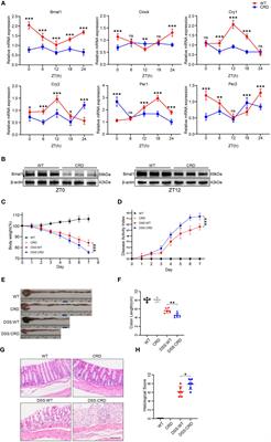 Circadian rhythm disruption-mediated downregulation of Bmal1 exacerbates DSS-induced colitis by impairing intestinal barrier